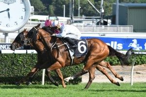 W J Healy Stakes, Eagle Farm