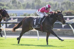 Belmont Newmarket, Belmont Parek
