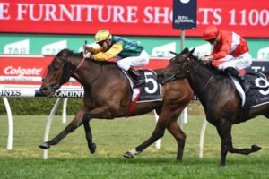 Moreton Cup Winners (Ball Of Muscle) | Photo: Steve Hart | Neds.com.au