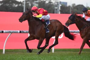 2022 Shannon Stakes winner Surf Dancer