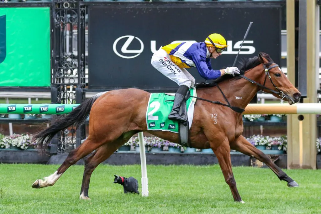 2026 Edward Manifold Stakes winner Saintly Dancer